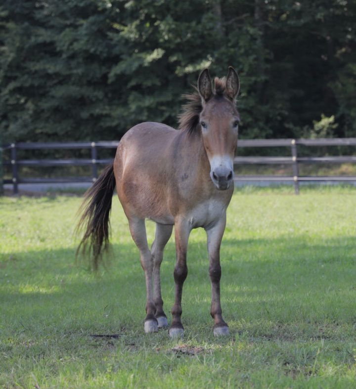 Bo, an adoptable Mule in Hohenwald , TN_image-1