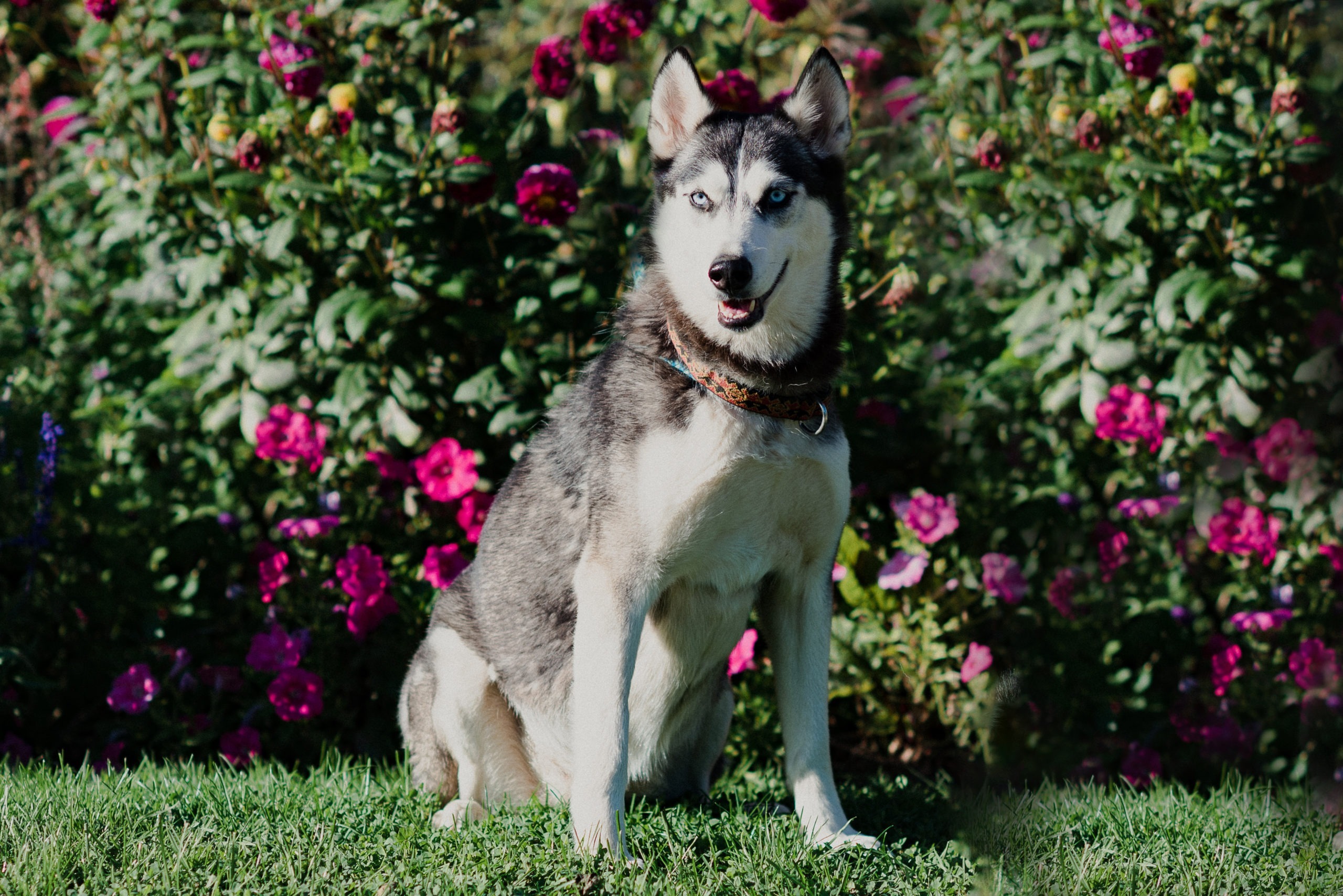 Hatchi, an adoptable Husky in Duart, ON, N0L 1H0 | Photo Image 1