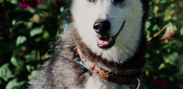 Hatchi, an adoptable Husky in Duart, ON, N0L 1H0 | Photo Image 2