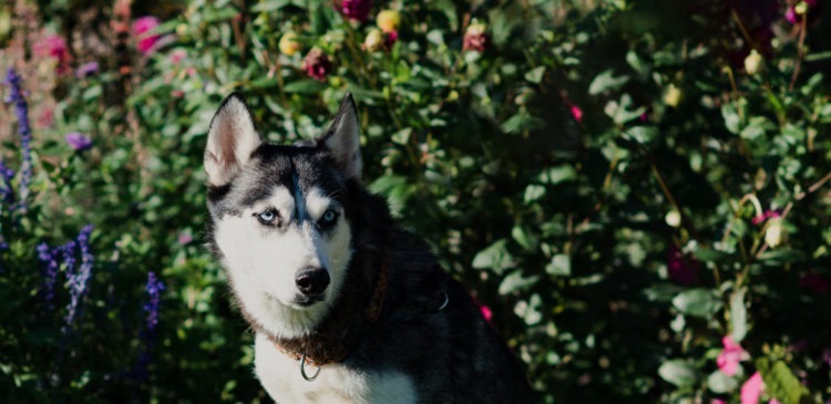Hatchi, an adoptable Husky in Duart, ON, N0L 1H0 | Photo Image 3