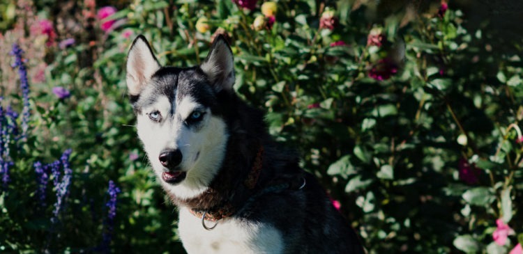 Hatchi, an adoptable Husky in Duart, ON, N0L 1H0 | Photo Image 4