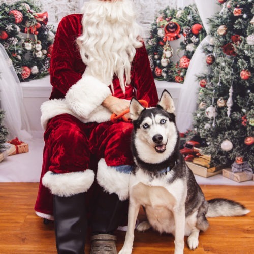 Hatchi, an adoptable Husky in Duart, ON, N0L 1H0 | Photo Image 5
