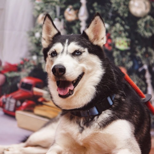 Hatchi, an adoptable Husky in Duart, ON, N0L 1H0 | Photo Image 6