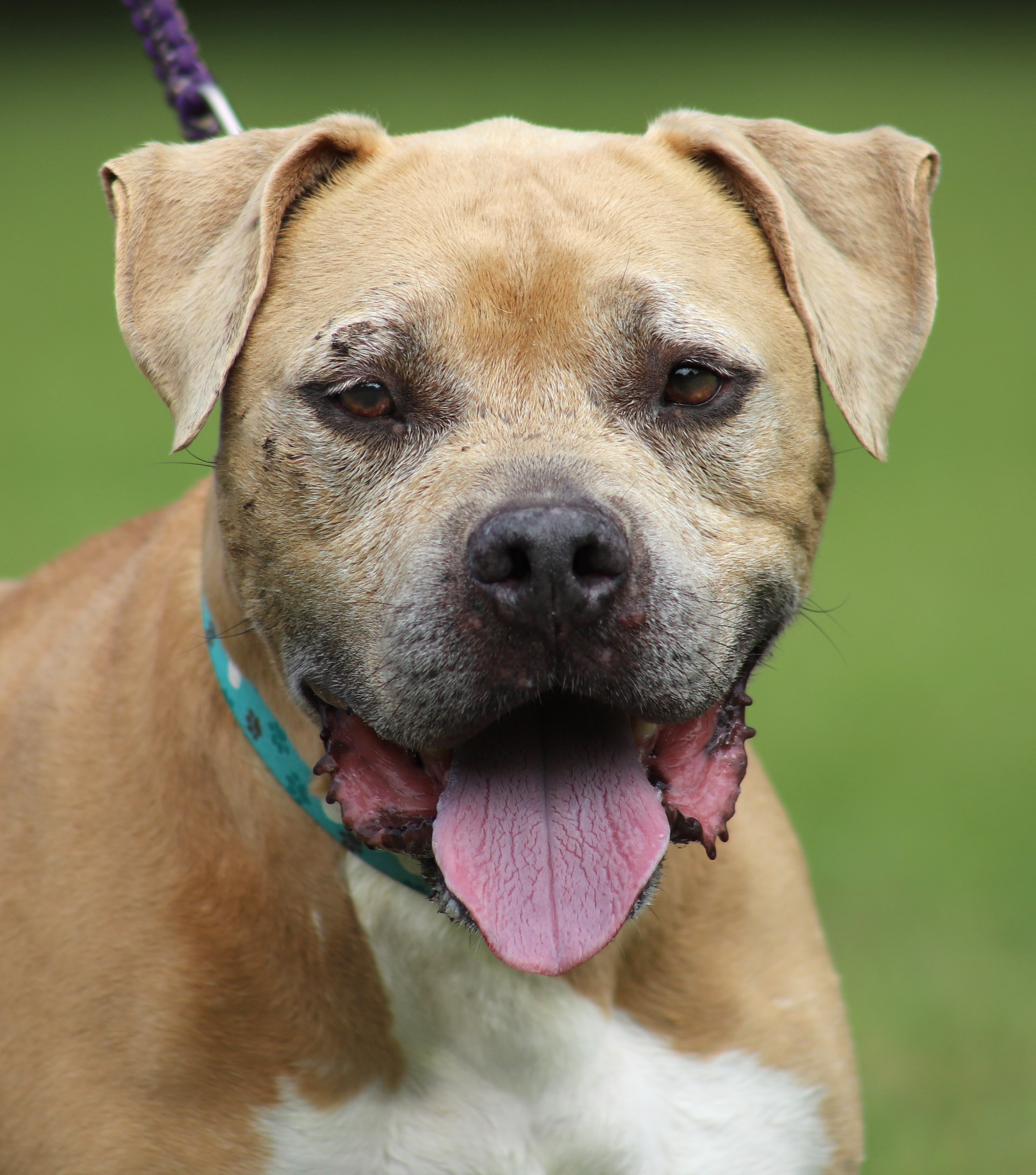 can a american staffordshire terrier and a boxer be friends