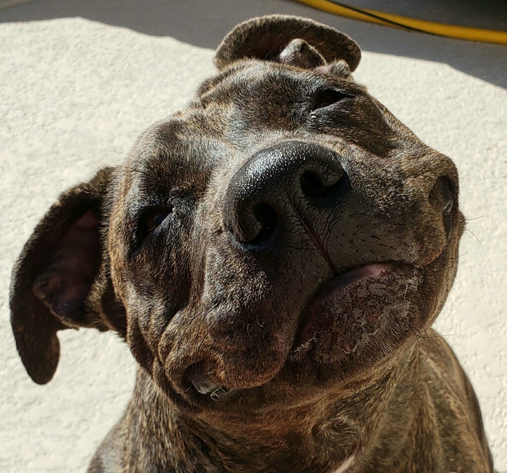 Star, an adoptable Pit Bull Terrier in Phoenix, AZ, 85016 | Photo Image 1