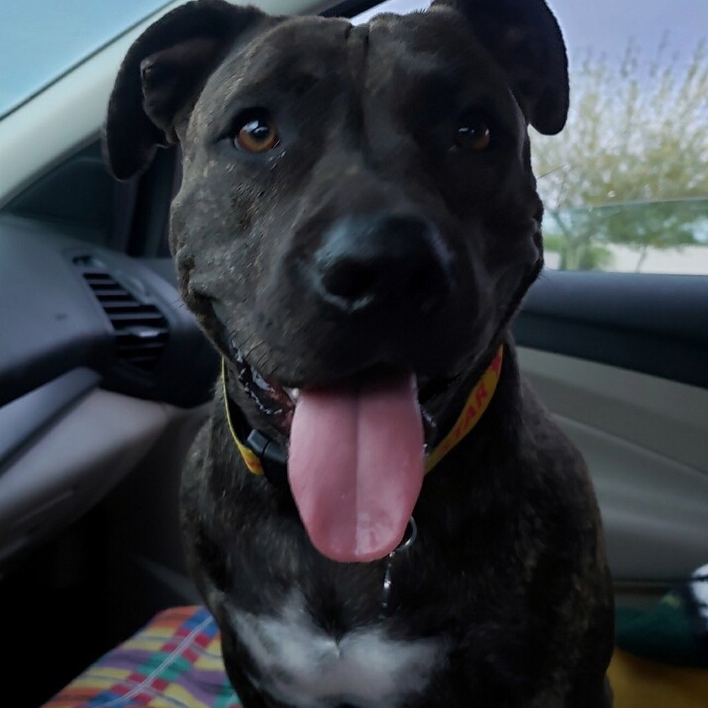 Star, an adoptable Pit Bull Terrier in Phoenix, AZ, 85016 | Photo Image 2