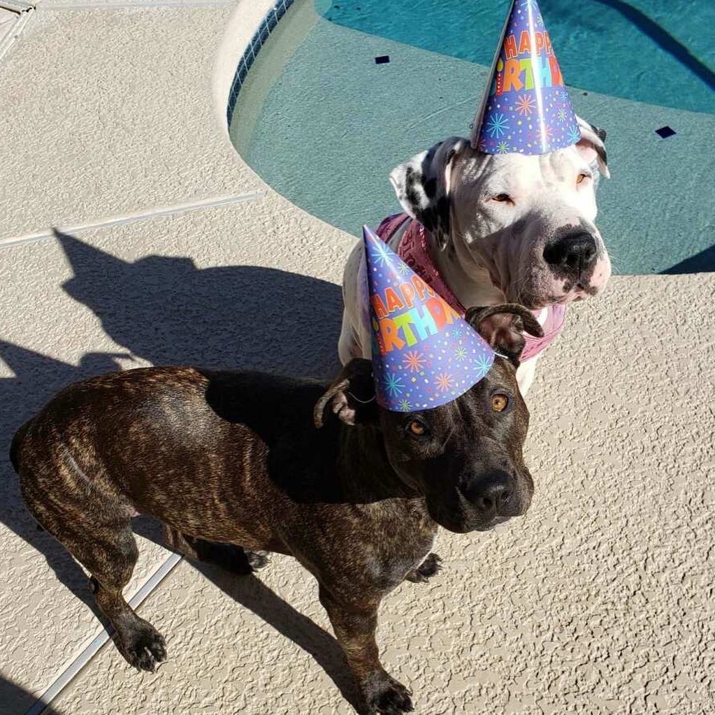 Star, an adoptable Pit Bull Terrier in Phoenix, AZ, 85016 | Photo Image 3