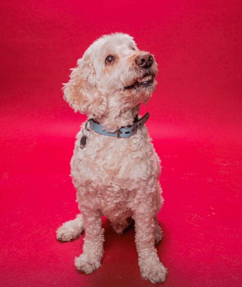 Sammy, an adoptable Goldendoodle in Toronto, ON, M6J 3S8 | Photo Image 3