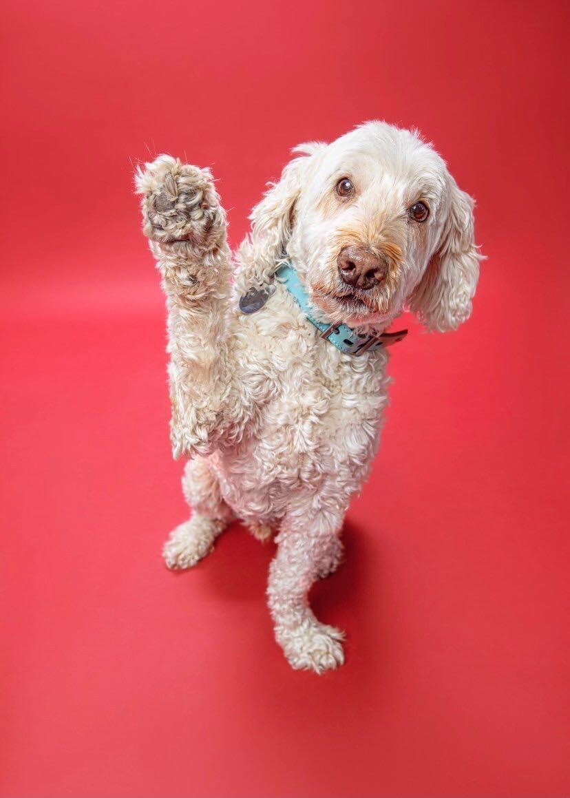 Sammy, an adoptable Goldendoodle in Toronto, ON, M6J 3S8 | Photo Image 1