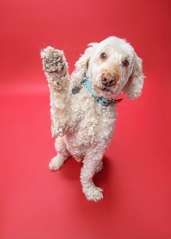 Adopt a pet store goldendoodle