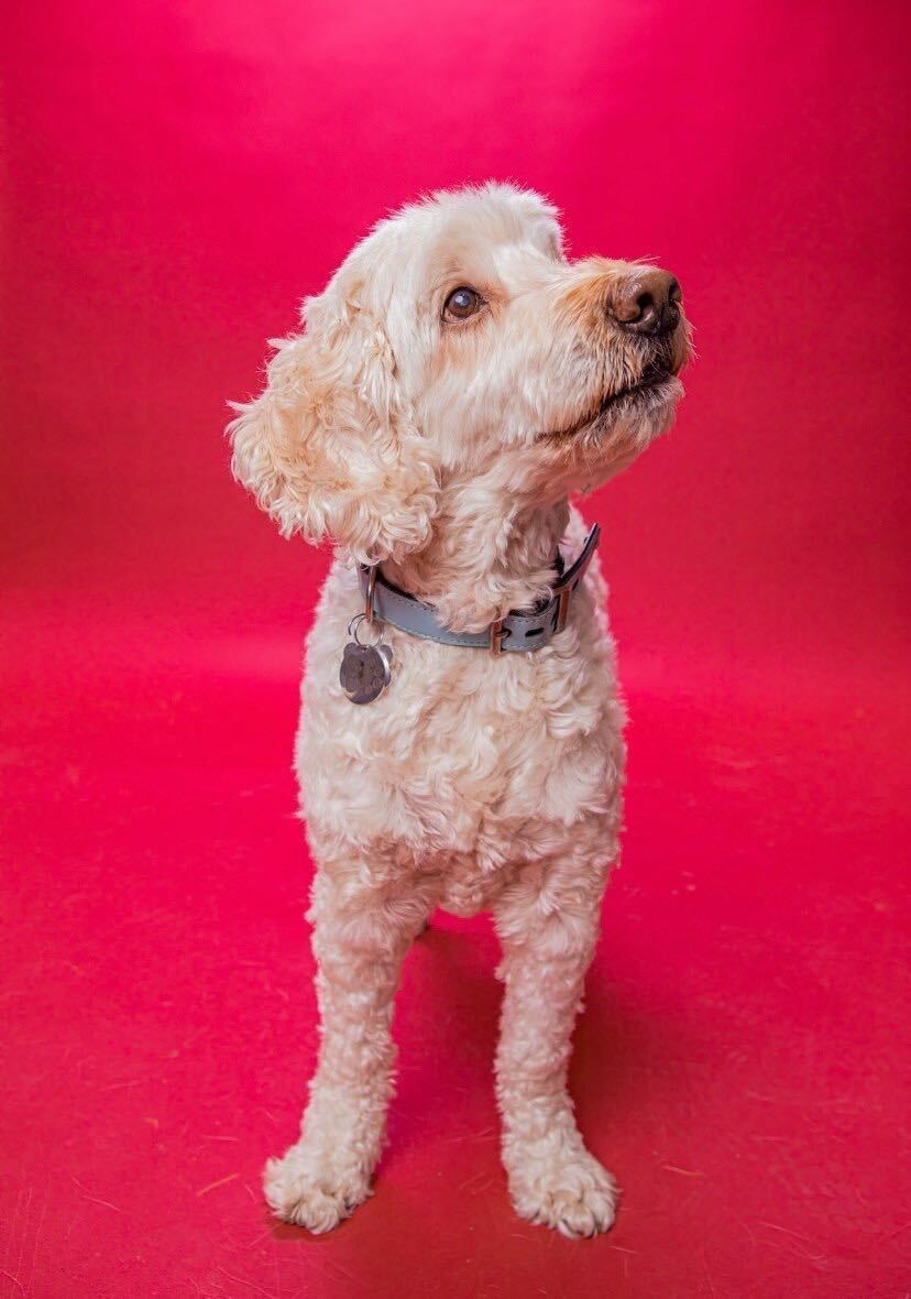Sammy, an adoptable Goldendoodle in Toronto, ON, M6J 3S8 | Photo Image 4