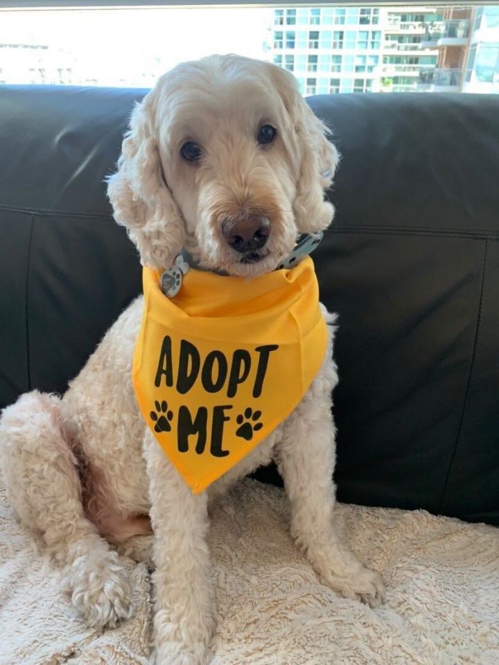 Dog for adoption - Sammy, a Goldendoodle in Toronto, ON | Petfinder