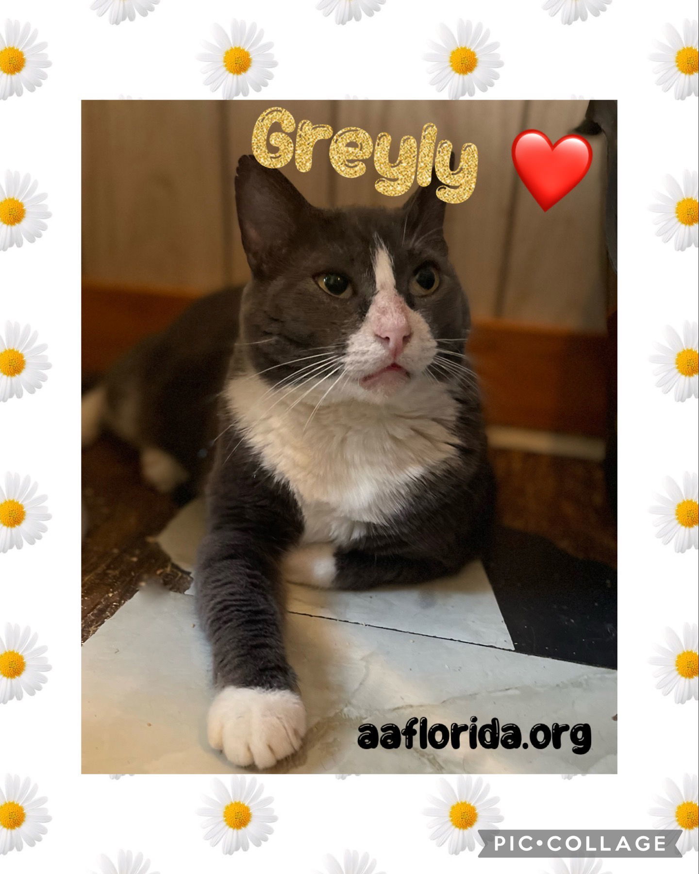 Greyly, an adoptable Domestic Short Hair in Pensacola, FL, 32534 | Photo Image 1