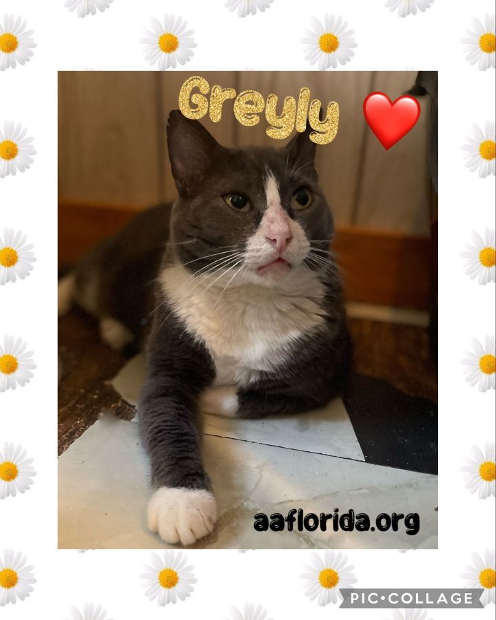 Greyly 1