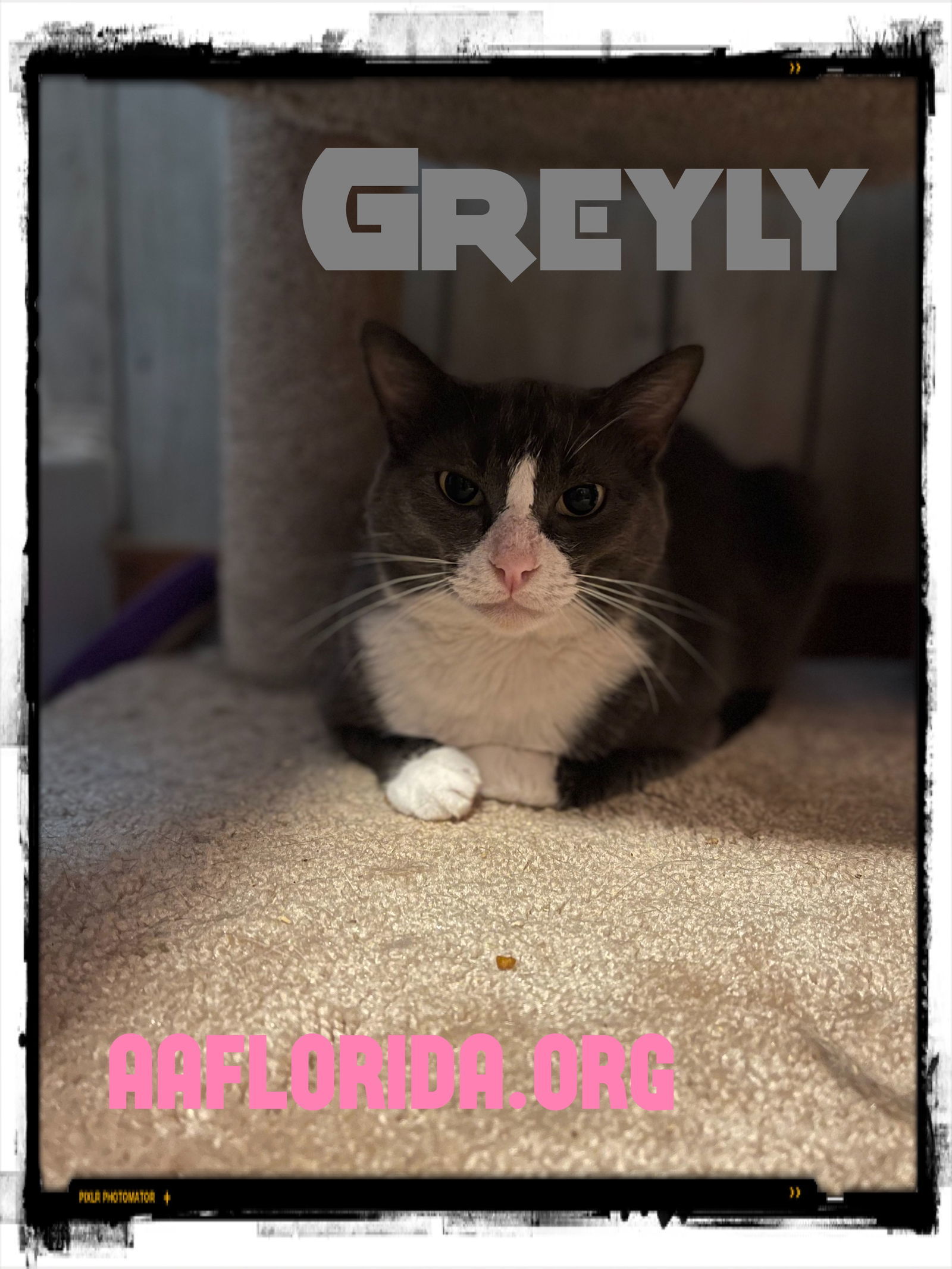 Greyly, an adoptable Domestic Short Hair in Pensacola, FL, 32534 | Photo Image 2