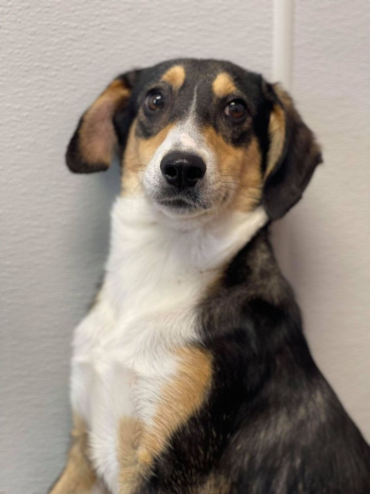 Dog For Adoption Alvin A Hound Mix In Maryville Mo Petfinder
