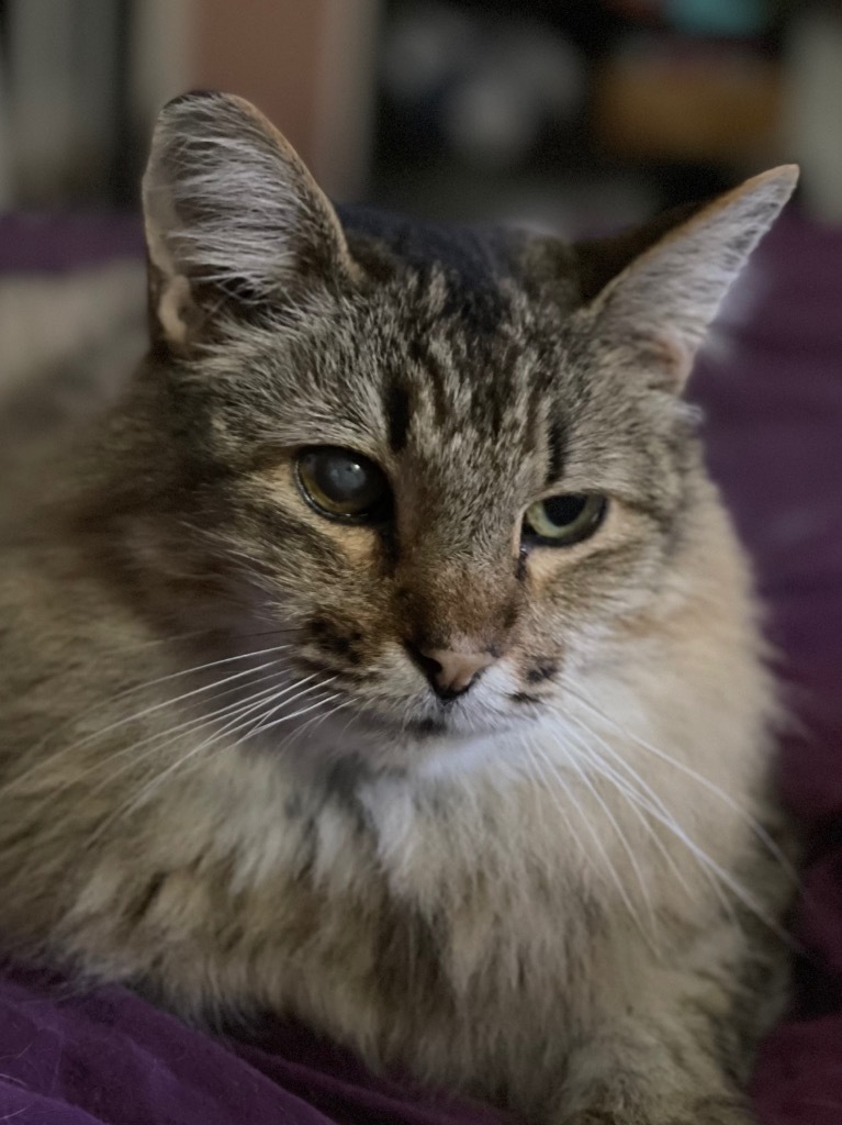 Xander, an adoptable Domestic Long Hair in Oxnard, CA, 93035 | Photo Image 1