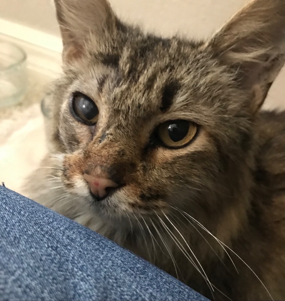 Xander, an adoptable Domestic Long Hair in Oxnard, CA, 93035 | Photo Image 2