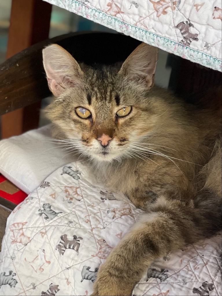 Xander, an adoptable Domestic Long Hair in Oxnard, CA, 93035 | Photo Image 3