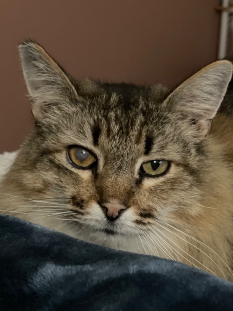 Xander, an adoptable Domestic Long Hair in Oxnard, CA, 93035 | Photo Image 4