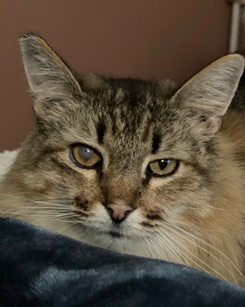 Xander, an adoptable Domestic Long Hair in Oxnard, CA, 93035 | Photo Image 5