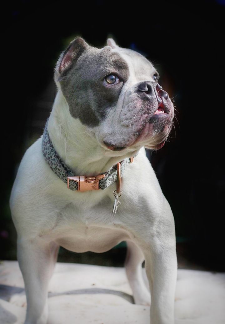 Vada, an adoptable French Bulldog Mix in Oregon, OH_image-1
