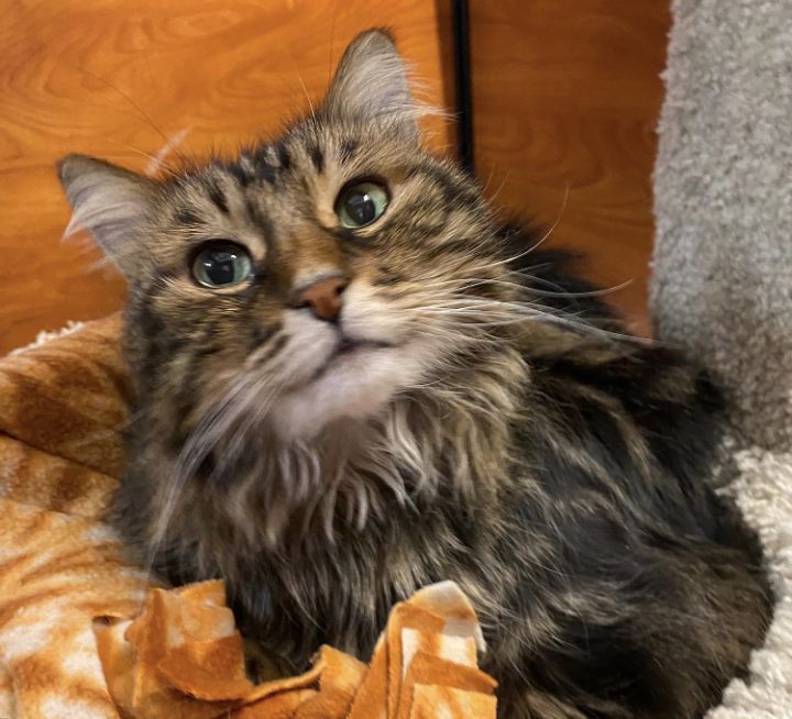Felicia, an adoptable Maine Coon & Tabby Mix in Tustin, CA_image-2