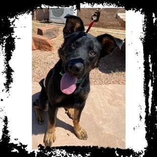 Greta, an adoptable German Shepherd Dog, Rottweiler in Wickenburg, AZ, 85390 | Photo Image 1