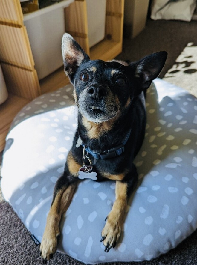 Lola 7, an adoptable Miniature Pinscher & Chihuahua Mix in Los Alamitos, CA_image-3