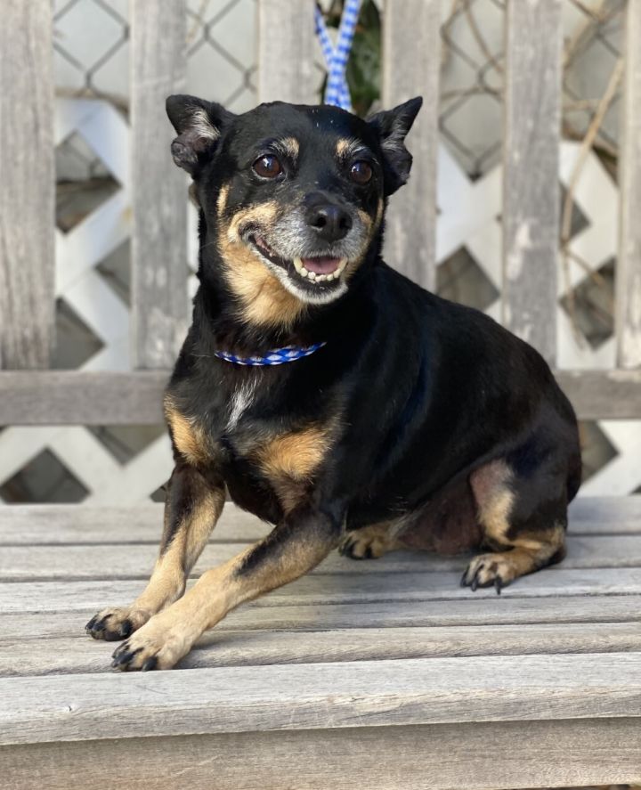Lola 7, an adoptable Miniature Pinscher & Chihuahua Mix in Los Alamitos, CA_image-4