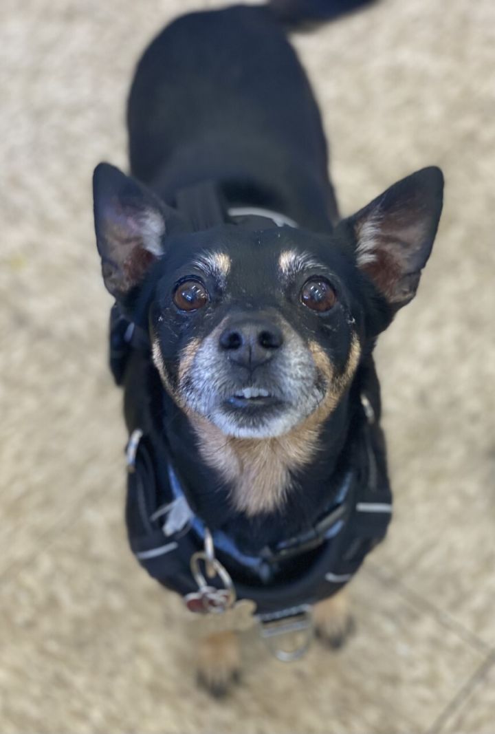 Lola 7, an adoptable Miniature Pinscher & Chihuahua Mix in Los Alamitos, CA_image-6