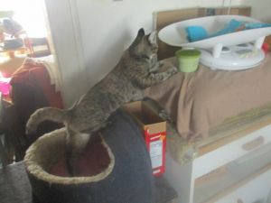 Cats For Adoption Near Detroit Mi Petfinder