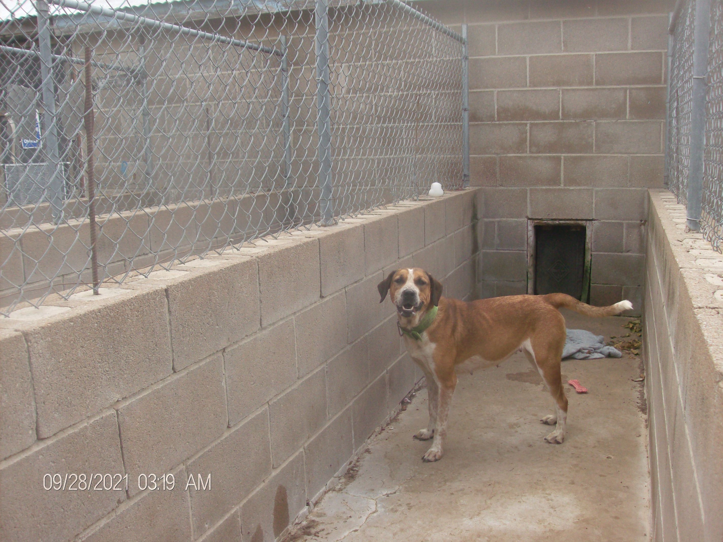 SNIPPY, an adoptable Hound in Kellyville, OK, 74039 | Photo Image 3