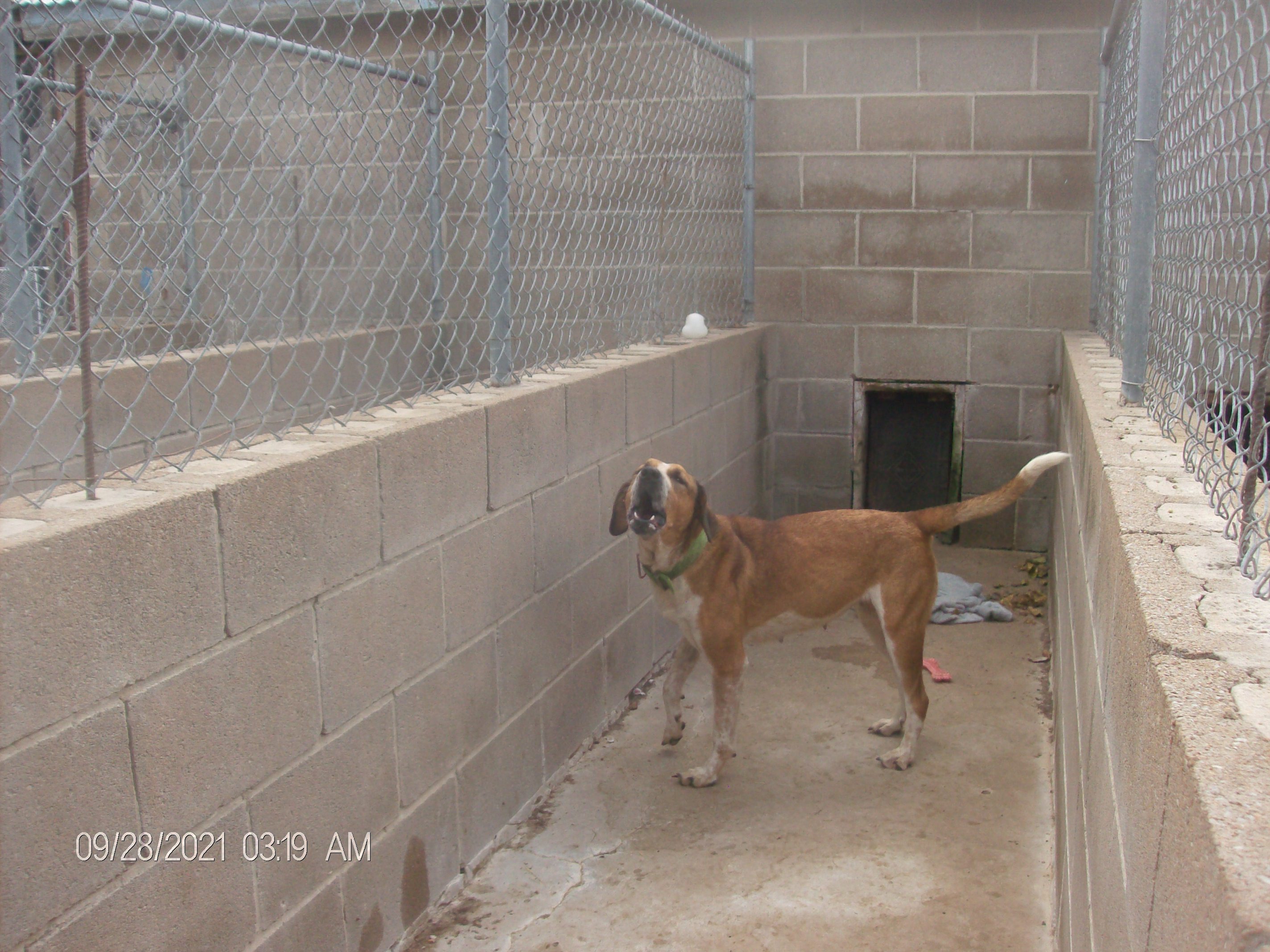 SNIPPY, an adoptable Hound in Kellyville, OK, 74039 | Photo Image 6