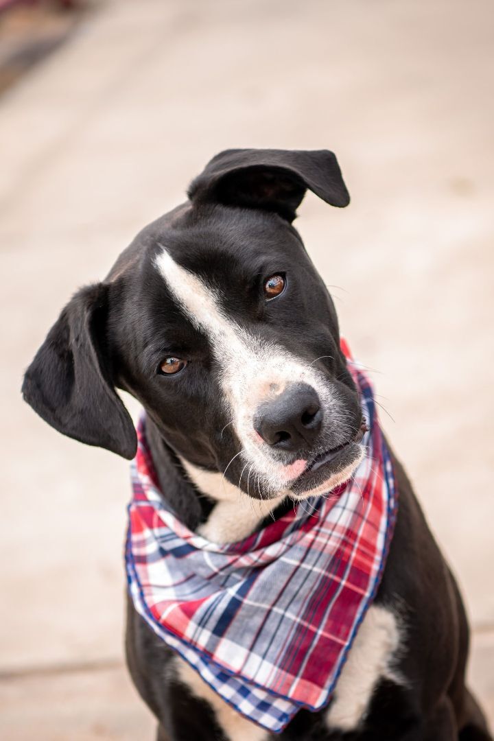 Wilson, an adoptable Pit Bull Terrier & Great Dane Mix in Newcastle, OK_image-1