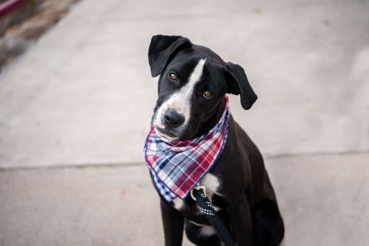 Wilson, an adoptable Pit Bull Terrier & Great Dane Mix in Newcastle, OK_image-5