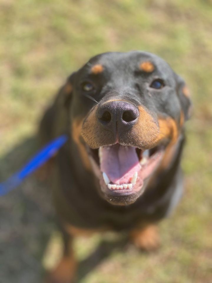 Fable, an adopted Rottweiler in Newcastle, OK_image-1