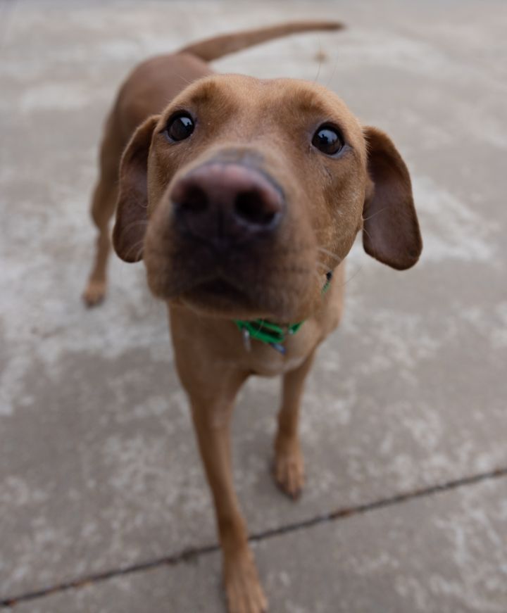 Chico, an adopted Labrador Retriever Mix in Naperville, IL_image-1