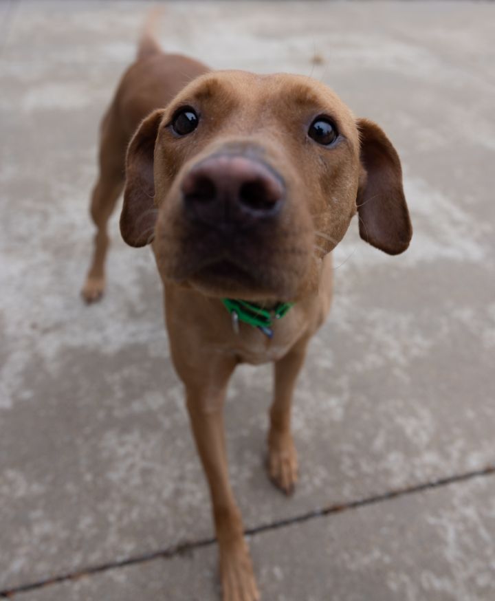 Chico, an adopted Labrador Retriever Mix in Naperville, IL_image-2