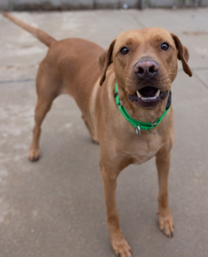 Chico, an adopted Labrador Retriever Mix in Naperville, IL_image-3