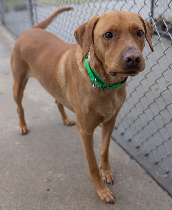 Chico, an adopted Labrador Retriever Mix in Naperville, IL_image-5
