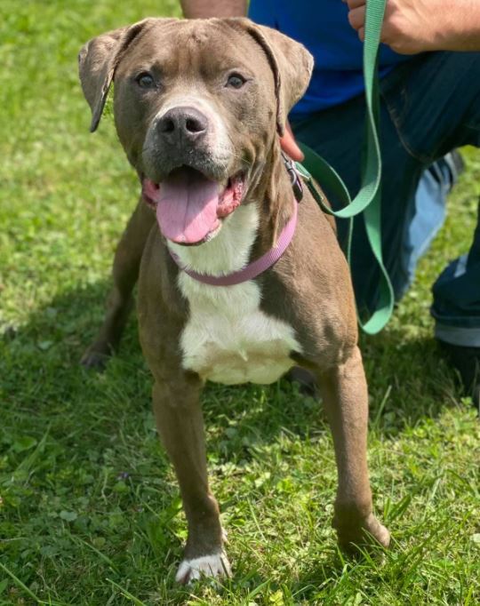 Quil, an adoptable Pit Bull Terrier in Olean, NY, 14760 | Photo Image 2