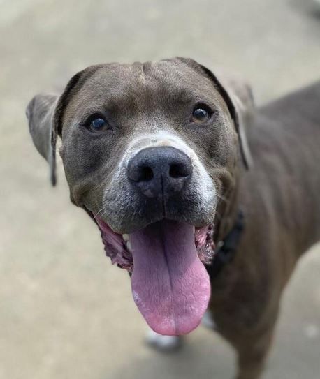 Quil, an adoptable Pit Bull Terrier in Olean, NY, 14760 | Photo Image 3