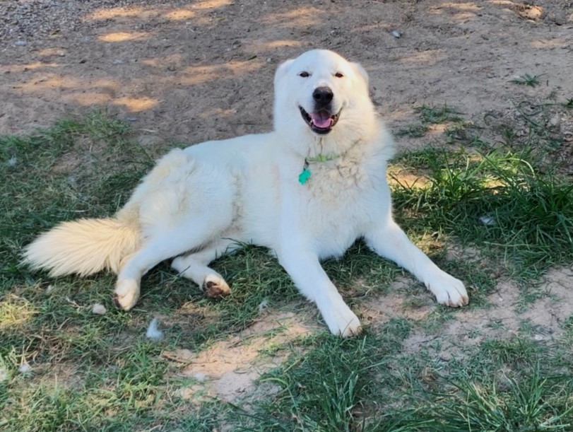 Scarlet ATX, an adoptable Great Pyrenees, Siberian Husky in Austin, TX, 78731 | Photo Image 1