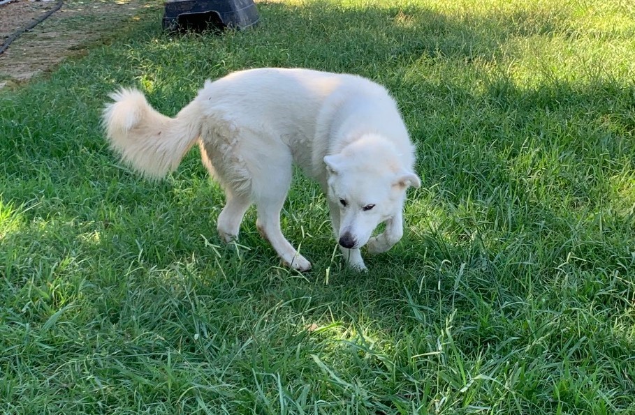 Scarlet ATX, an adoptable Great Pyrenees, Siberian Husky in Austin, TX, 78731 | Photo Image 2