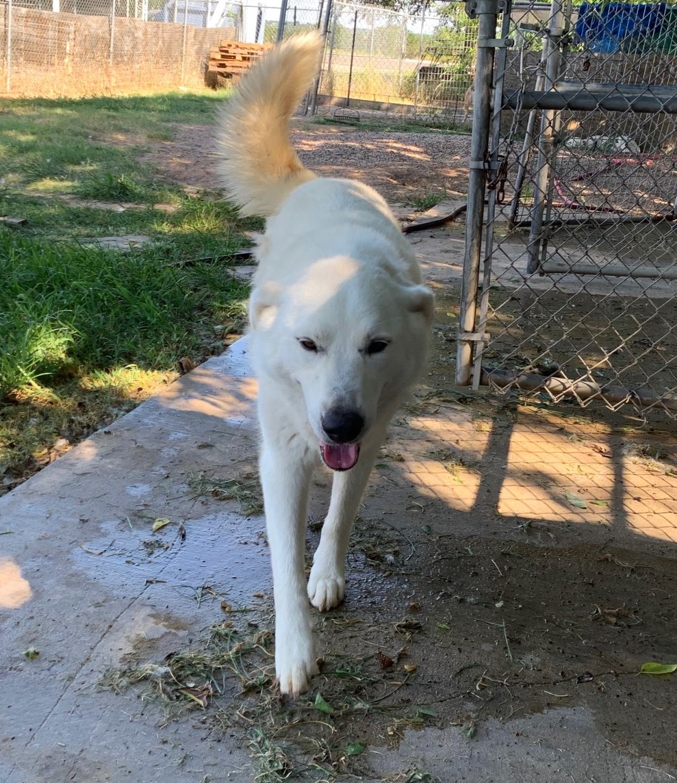 Scarlet ATX, an adoptable Great Pyrenees, Siberian Husky in Austin, TX, 78731 | Photo Image 3