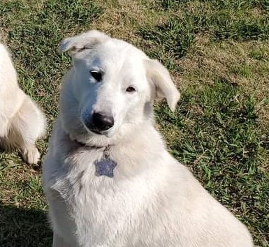 Scarlet ATX, an adoptable Great Pyrenees, Siberian Husky in Austin, TX, 78731 | Photo Image 4