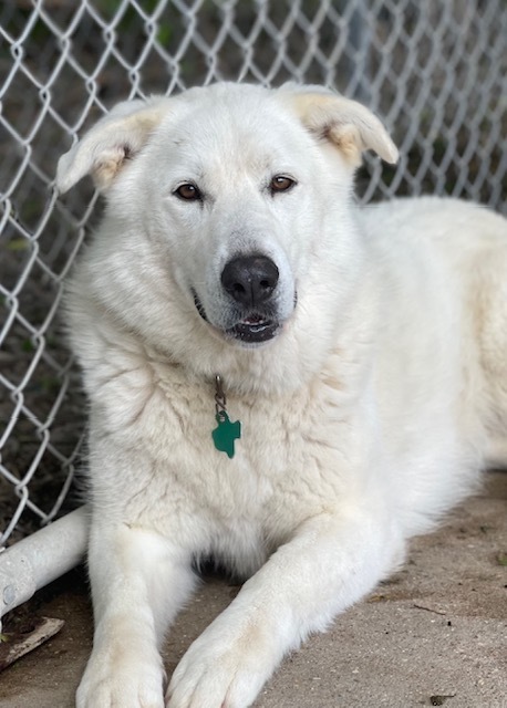 Scarlet ATX, an adoptable Great Pyrenees, Siberian Husky in Austin, TX, 78731 | Photo Image 5