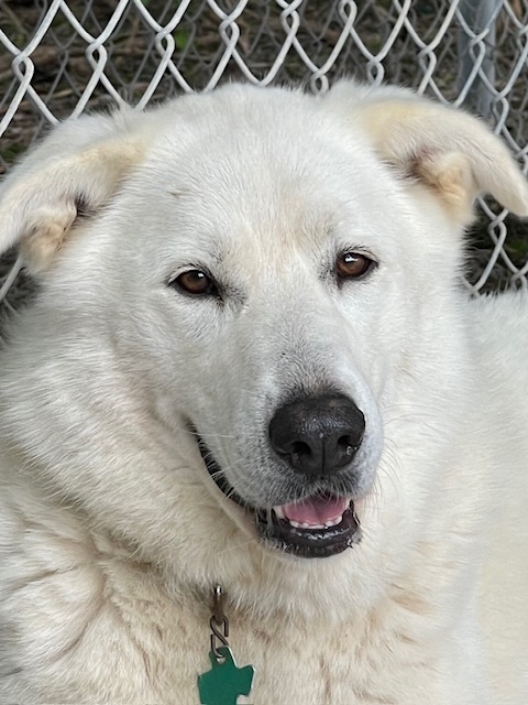 Scarlet ATX, an adoptable Great Pyrenees, Siberian Husky in Austin, TX, 78731 | Photo Image 6