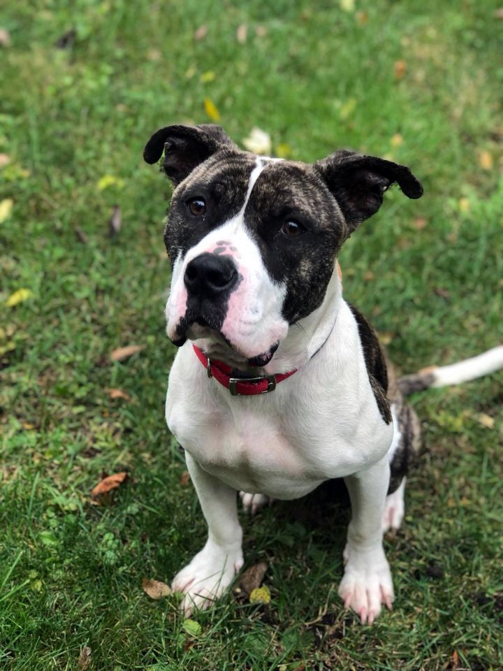 Ozzy - $25 “Change Their Luck” adoption fee until March 31- Adoption Pending , an adopted Pit Bull Terrier & American Bulldog Mix in Waterloo, IA_image-1